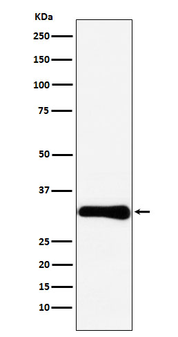 Bcl 10 Ab