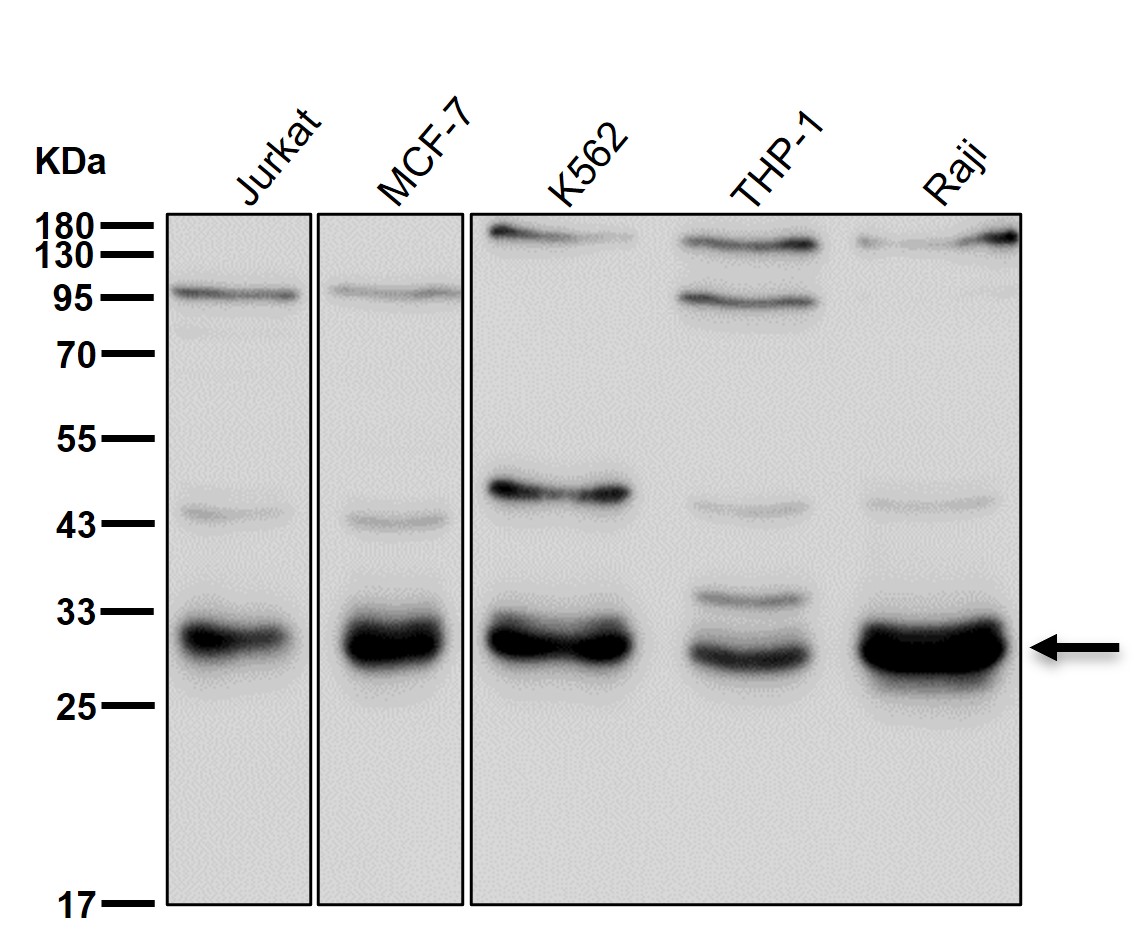 Bcl 10 Ab