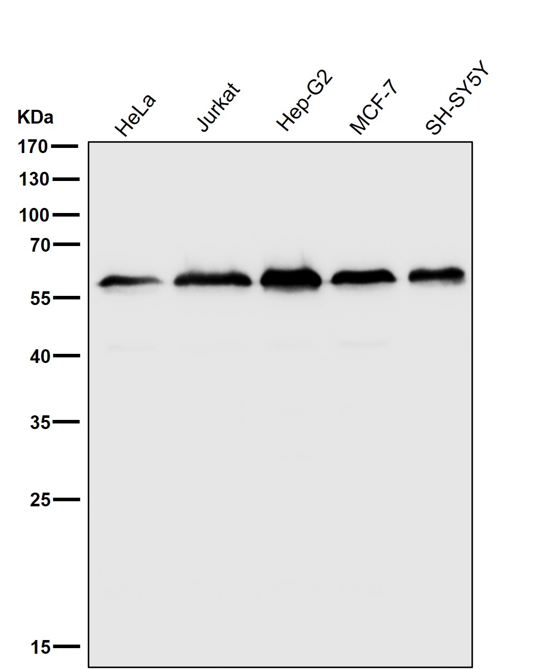 Kinesin light chain 3 Ab