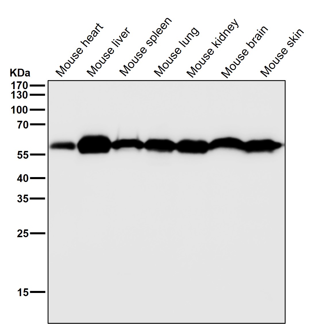 Kinesin light chain 3 Ab