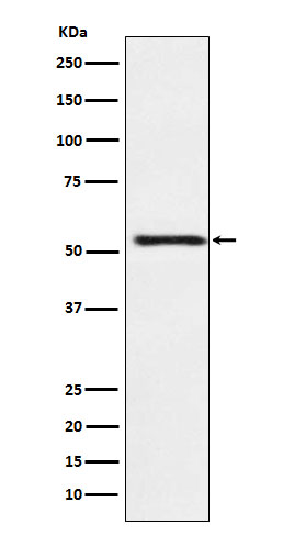 ATP4B Ab