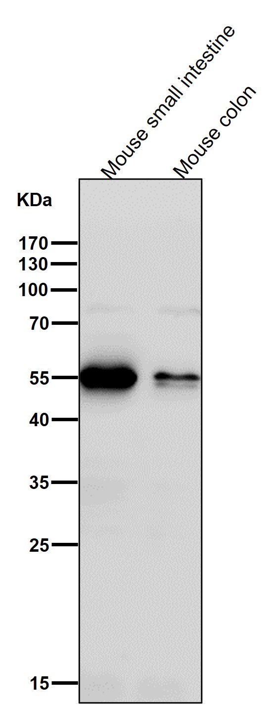 ATP4B Ab