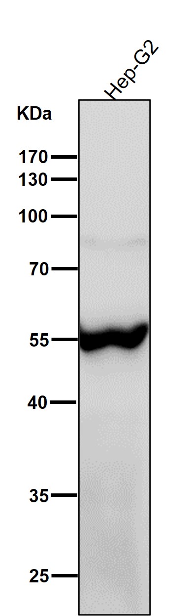 ATP4B Ab