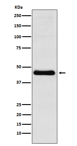 CXCR5 Ab