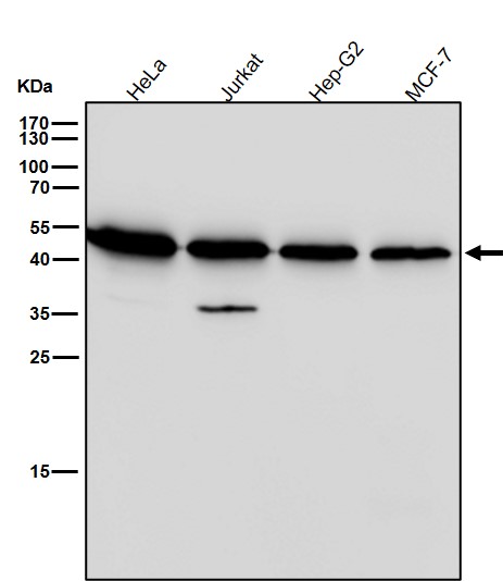 CXCR5 Ab