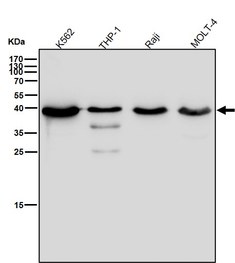 CXCR5 Ab