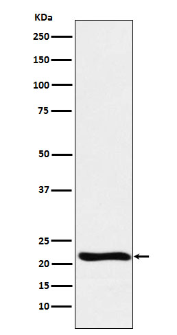 Lactoylglutathione lyase Ab