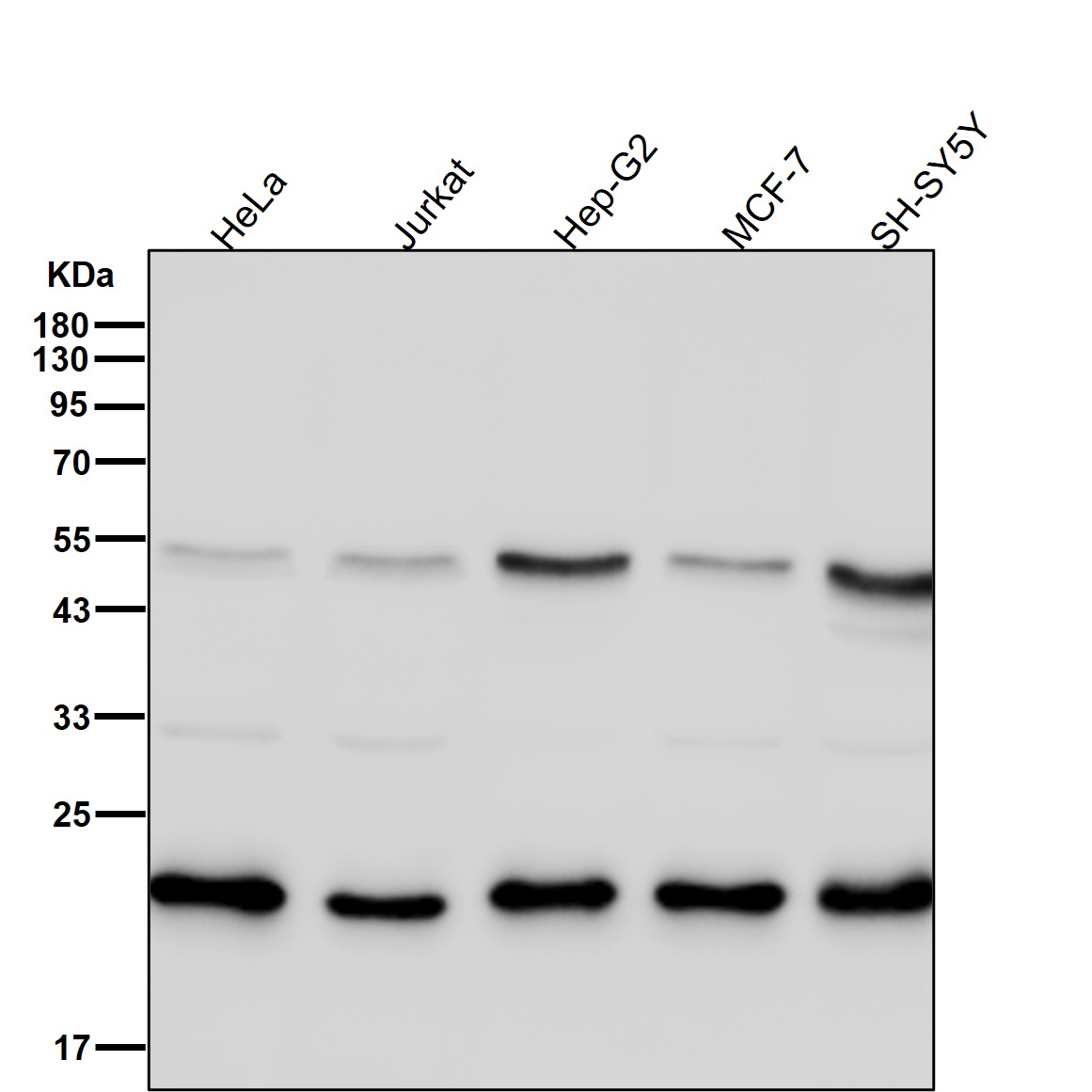 Lactoylglutathione lyase Ab