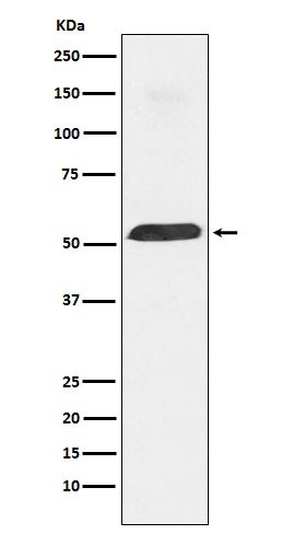 PTBP1 Ab