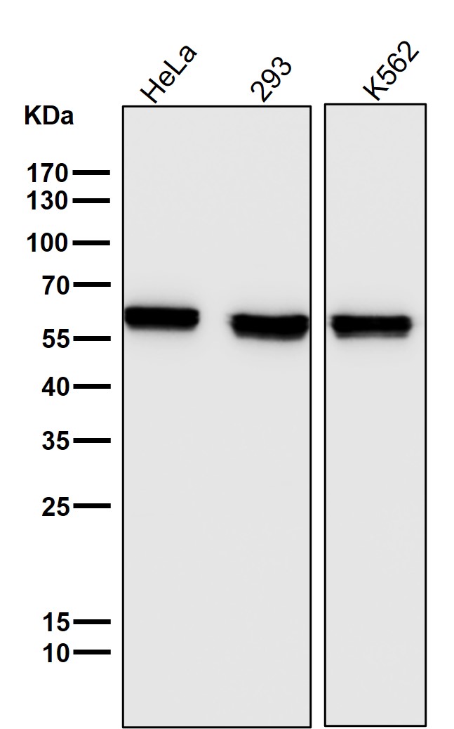 PTBP1 Ab