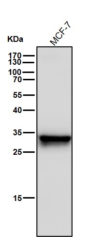 Heme Oxygenase 1 Ab