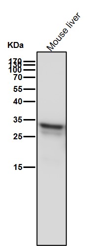 Heme Oxygenase 1 Ab