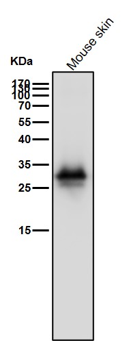 Heme Oxygenase 1 Ab