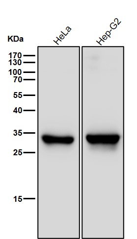 Heme Oxygenase 1 Ab