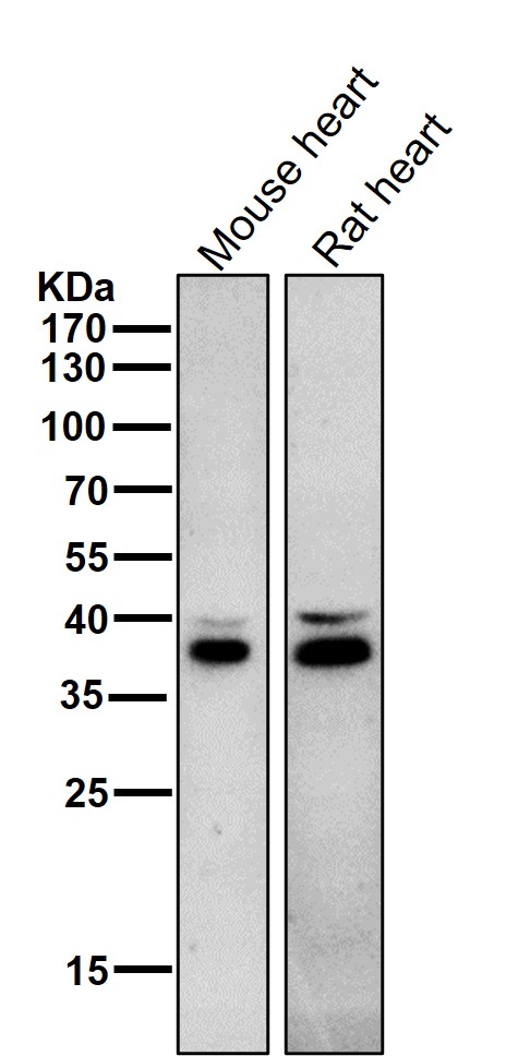 FBXO32 Ab