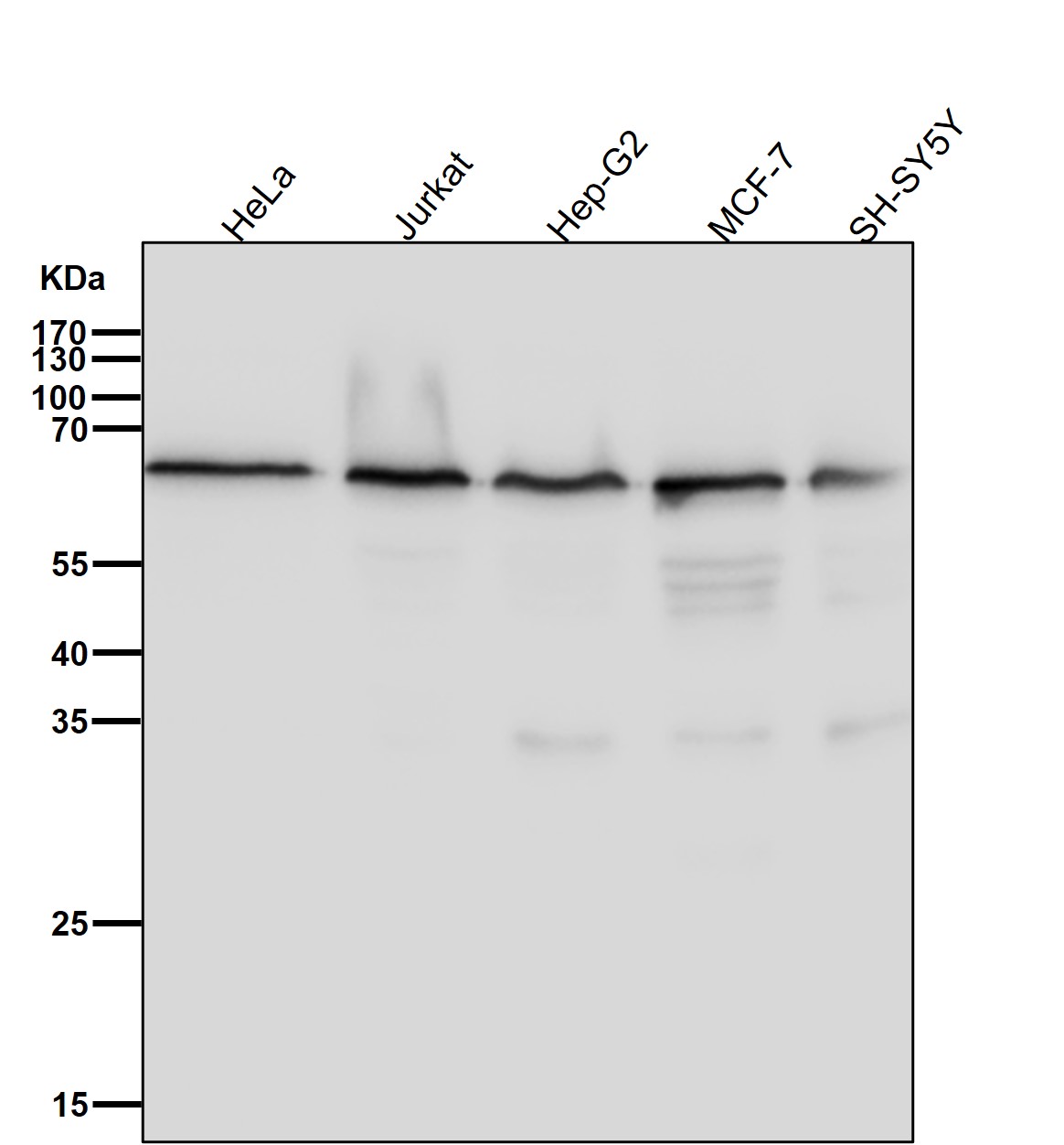 AKT1/3 Ab