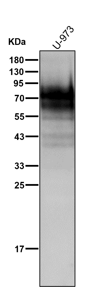 CD64 Ab