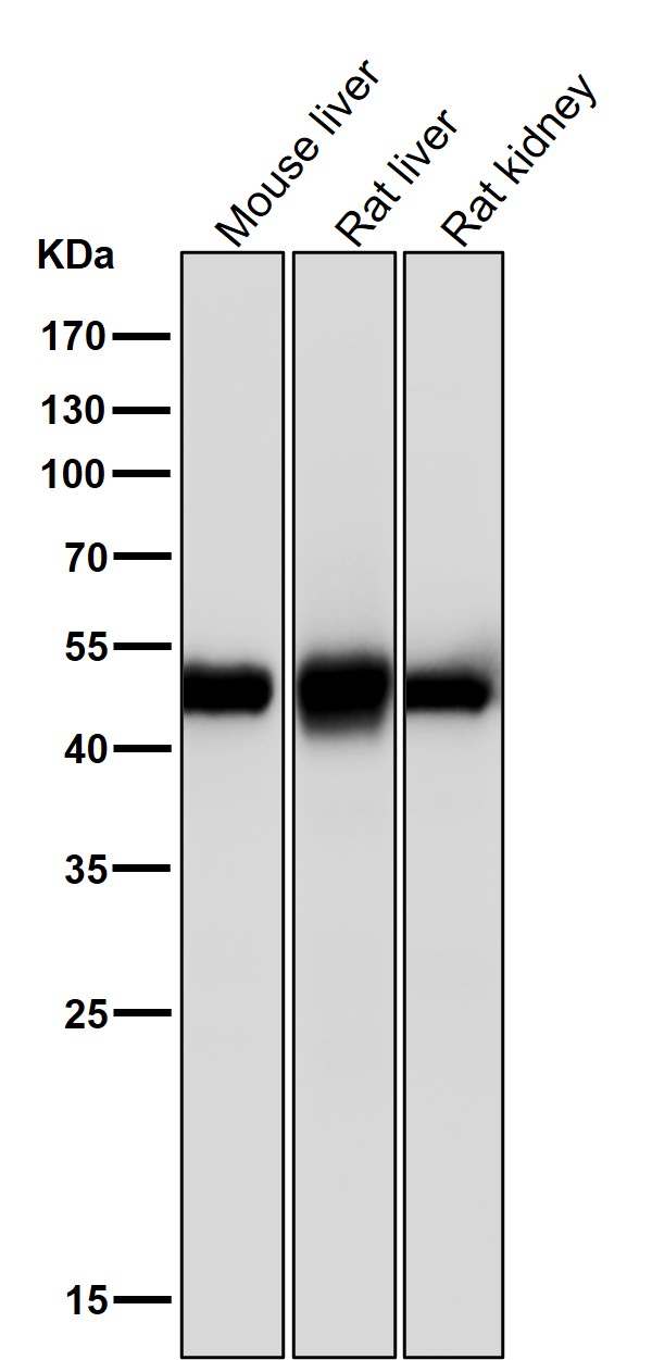 SFRP 4 Ab