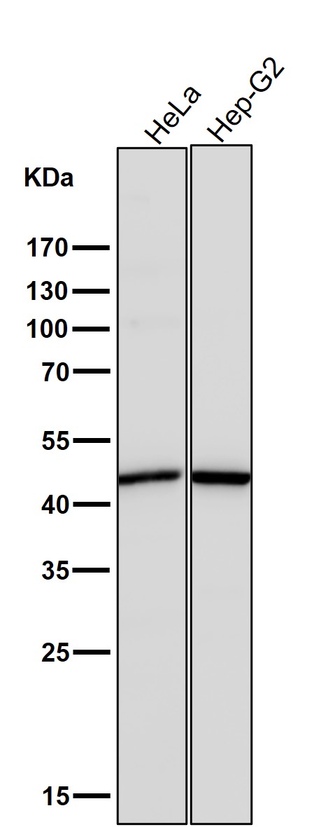 SFRP 4 Ab