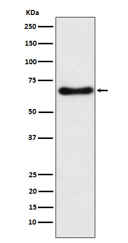 Cytochrome P450 24A1 Ab