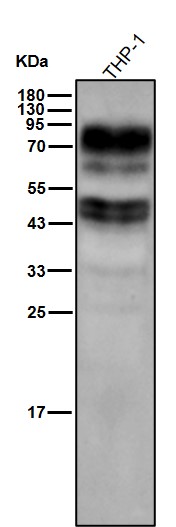 CD64 Ab