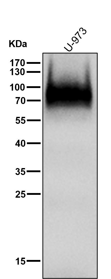 CD64 Ab