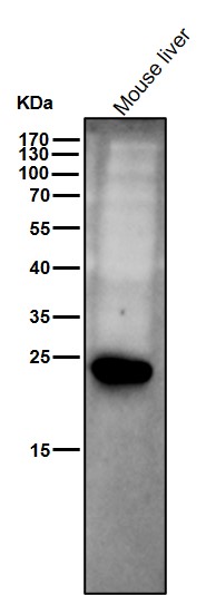 GSTP1 Ab