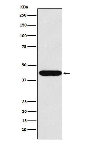 LHX2 Ab