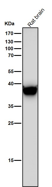 LHX2 Ab