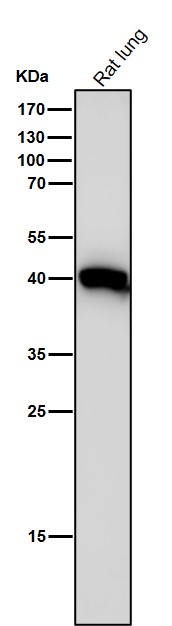 LHX2 Ab