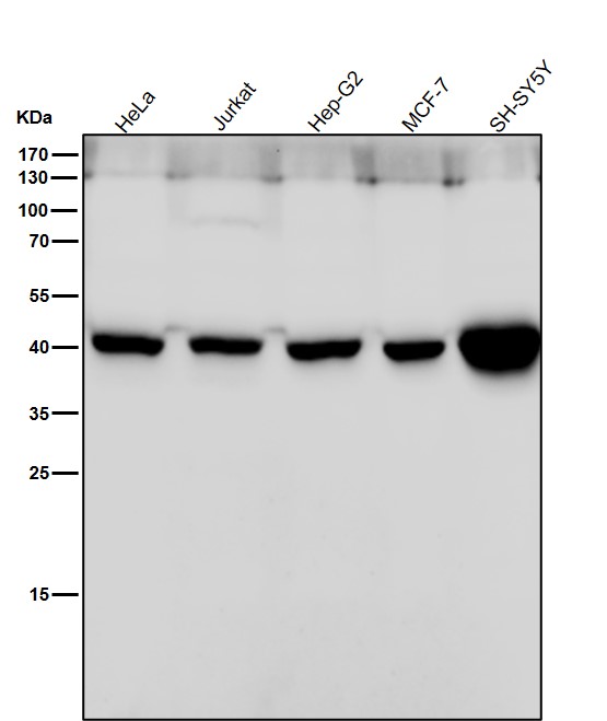 LHX2 Ab