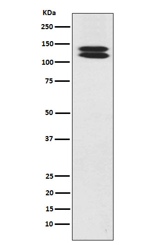 Cadherin 13 Ab