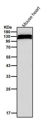 Cadherin 13 Ab