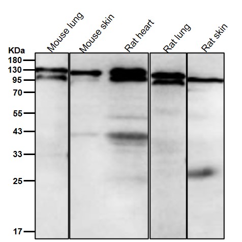 Cadherin 13 Ab