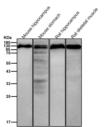 Cadherin 13 Ab