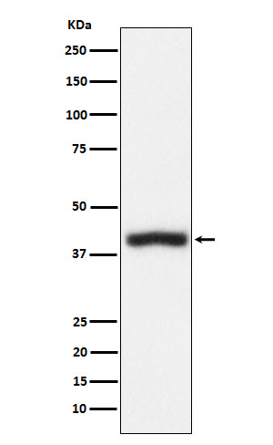 CD1c Ab