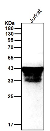 CD1c Ab