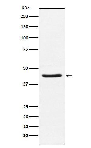 HSD3B1 Ab