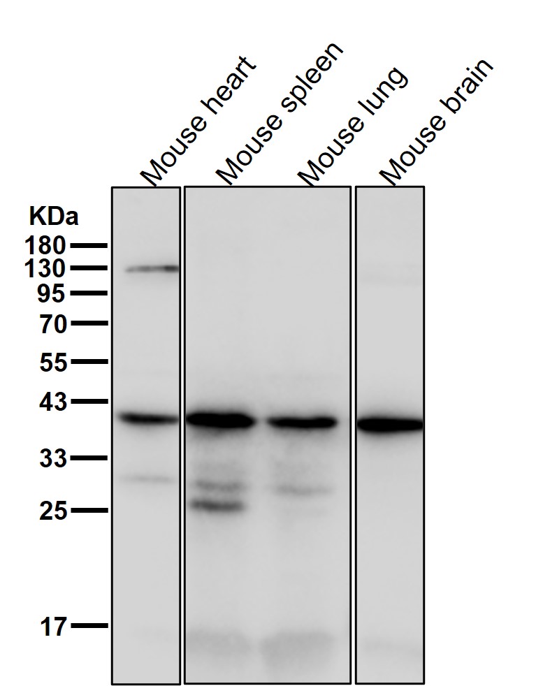 HSD3B1 Ab