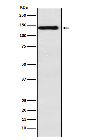 Integrin alpha 9 Ab