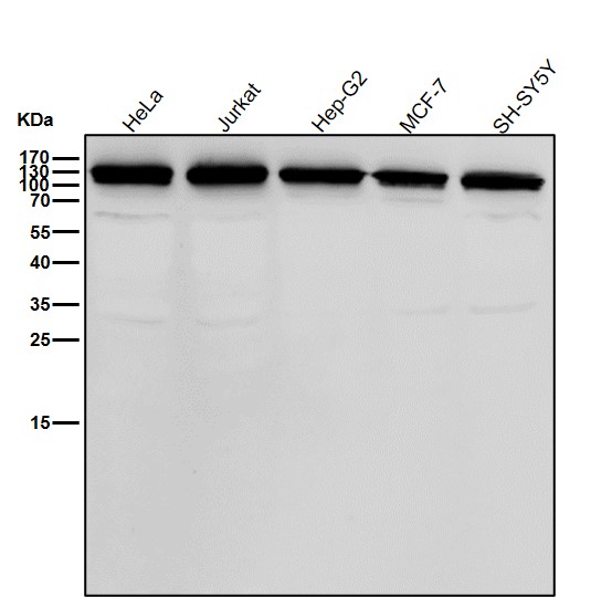 Integrin alpha 9 Ab