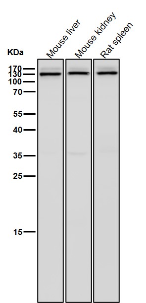 Integrin alpha 9 Ab