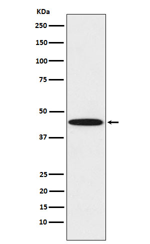 DNA damage binding protein 2 Ab