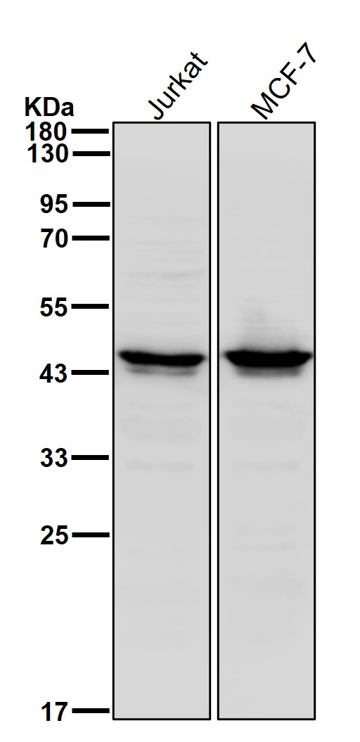 DNA damage binding protein 2 Ab