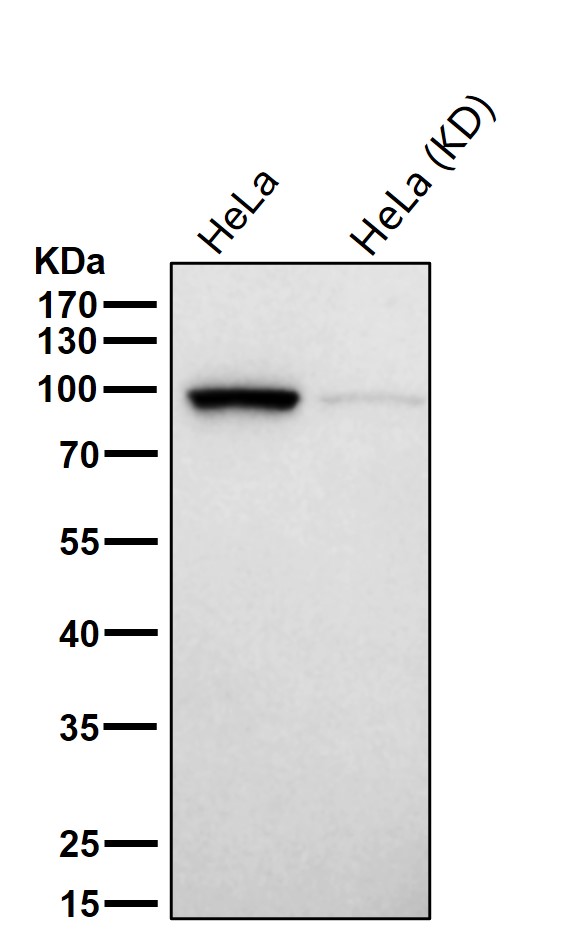 gamma 1 Adaptin Ab