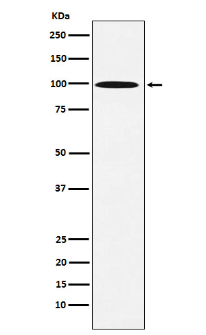 gamma 1 Adaptin Ab