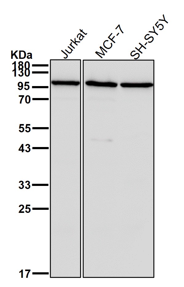 gamma 1 Adaptin Ab