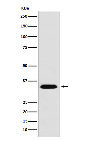 MBD3 Ab