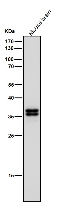 MBD3 Ab