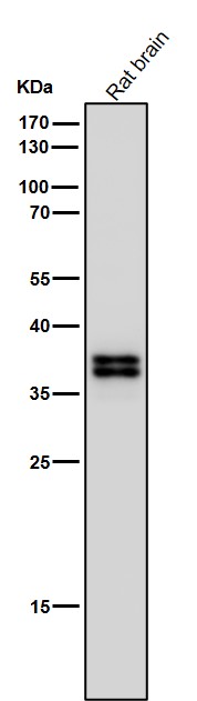 MBD3 Ab